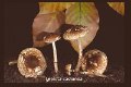 Lepiota castanea-amf1176
